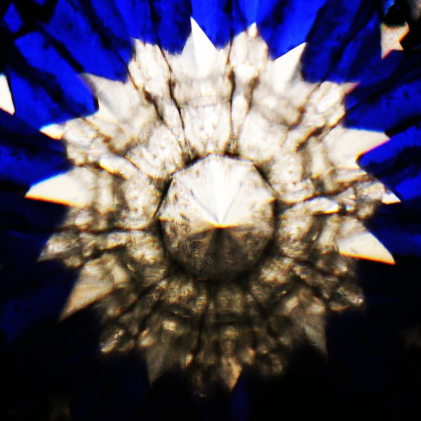 13512185_610890299060825_2232105284848654470_n